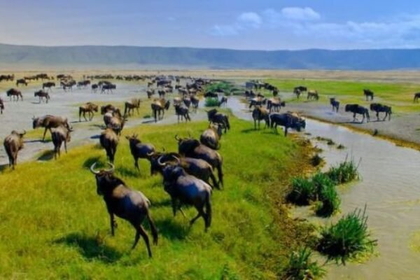 5 Days / 4 Nights – Srengeti, Ngorongoro & Tarangire