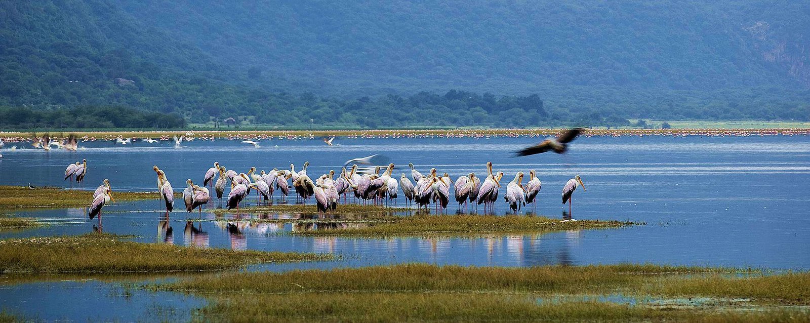 Lake Manyara National Park