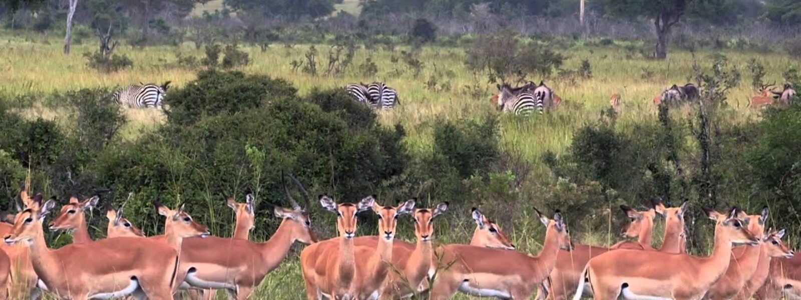 Mikumi National Park