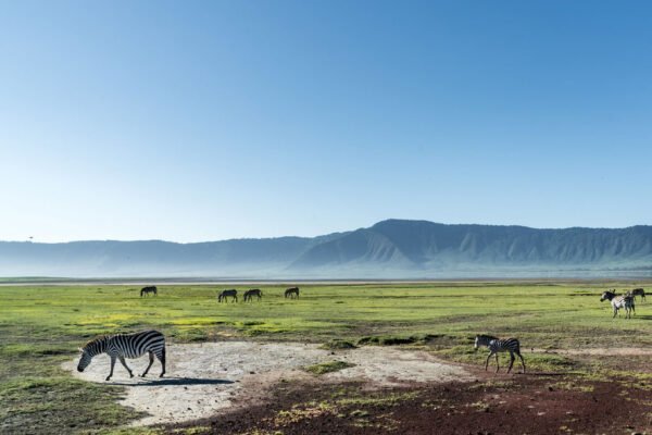 5 Days / 4 Nights – Srengeti, Ngorongoro & Tarangire