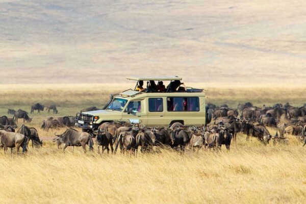 3 Days / 2 Nights -Serengeti or Ngorongoro