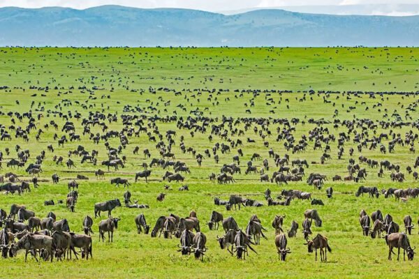 3 Days / 2 Nights -Serengeti or Ngorongoro