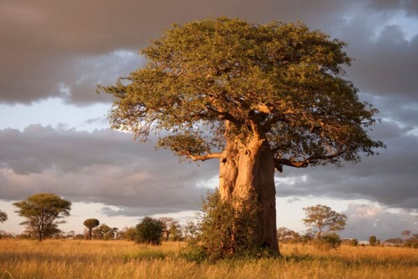 2 Days / 1 Night-Tarangre or Lake Manyara