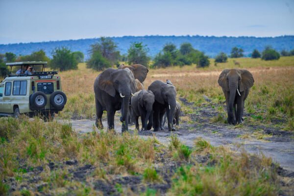 2 Days / 1 Night-Tarangre or Lake Manyara